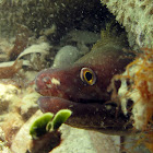 Caribbean Chestnut Moray Eel