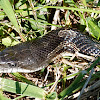Gray rat snake