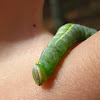 Saddled Prominent (larva)