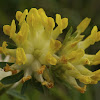 Kidney Vetch, Wundklee