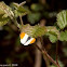 Male Orange-tip Butterfly