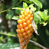 Aechmea (Bromeliad)