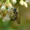 Scoliidae Wasp