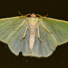 Red-fringed Emerald moth