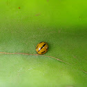Variable Ladybird [Common Australian Lady Beetle]