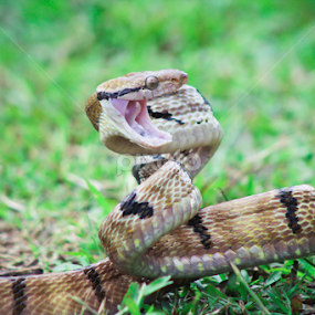 ular berbisa by Gabriel Gigin Ginanjar - Animals Reptiles