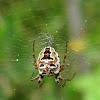 European Zilla Spider