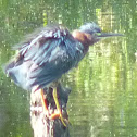 Green Heron