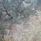 Manzanita