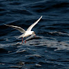 Brown-hooded Gull