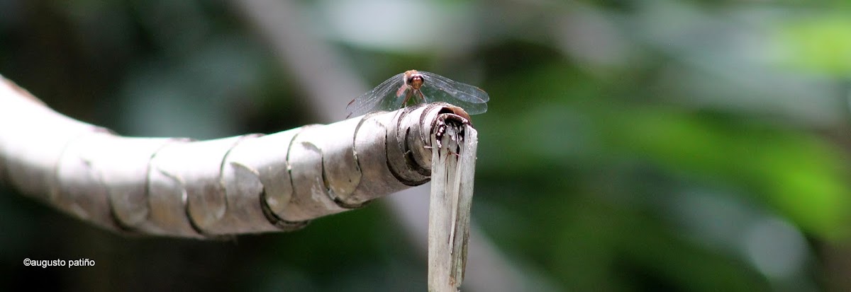 Libélula - Dragonfly