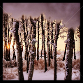 Wonderland by Joanna Vandervalk - Instagram & Mobile iPhone