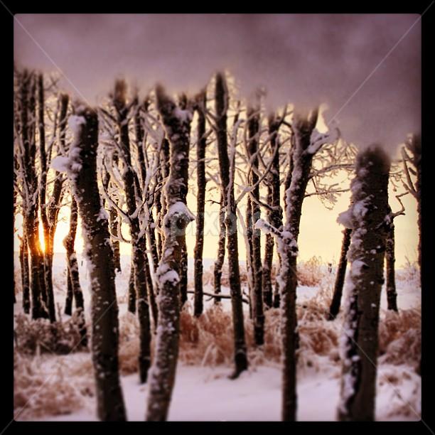 Wonderland by Joanna Vandervalk - Instagram & Mobile iPhone