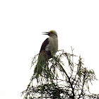 White Woodpecker;Pica-pau-branco(Brazil)