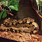 Ball python