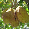 Jackfruit