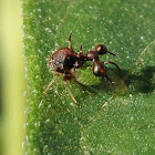 Ant-mimic treehopper