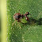 Ant-mimic treehopper