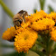 De honingbij (Apis mellifera)