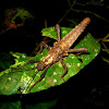 Heavy Stick Insect