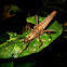 Heavy Stick Insect