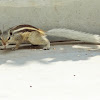 White - tailed Northern Palm Squirrel