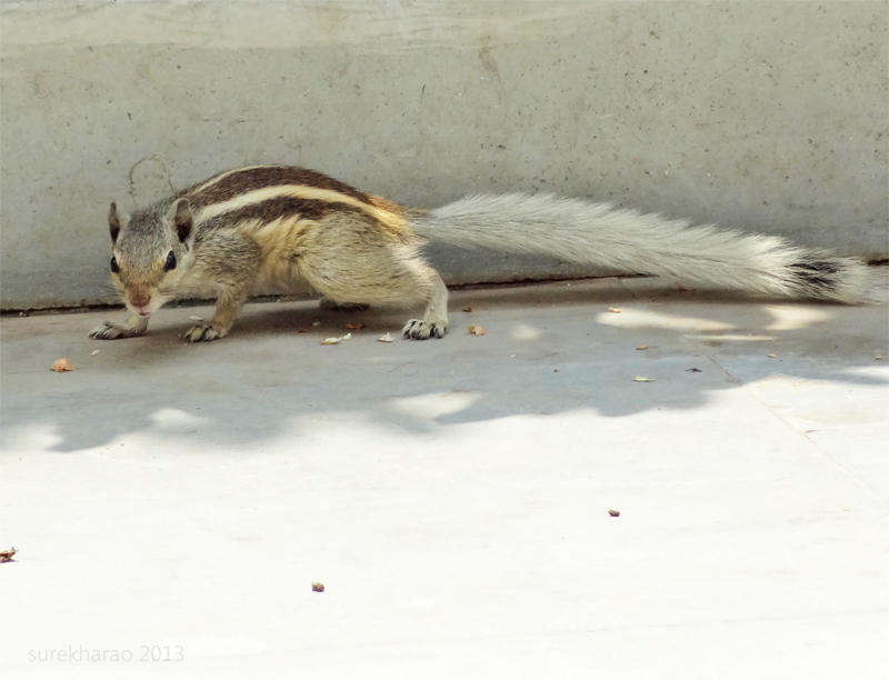 White - tailed Northern Palm Squirrel