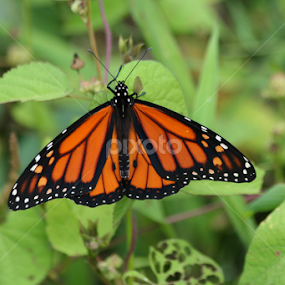 by Karin Pelton - Animals Insects & Spiders