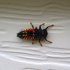 Multicolored Asian Lady Beetle Larva