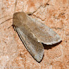 Speckled green fruitworm moth