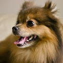 Pomeranian Dog Puzzles logo