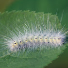 Fall Webworm Moth caterpillar