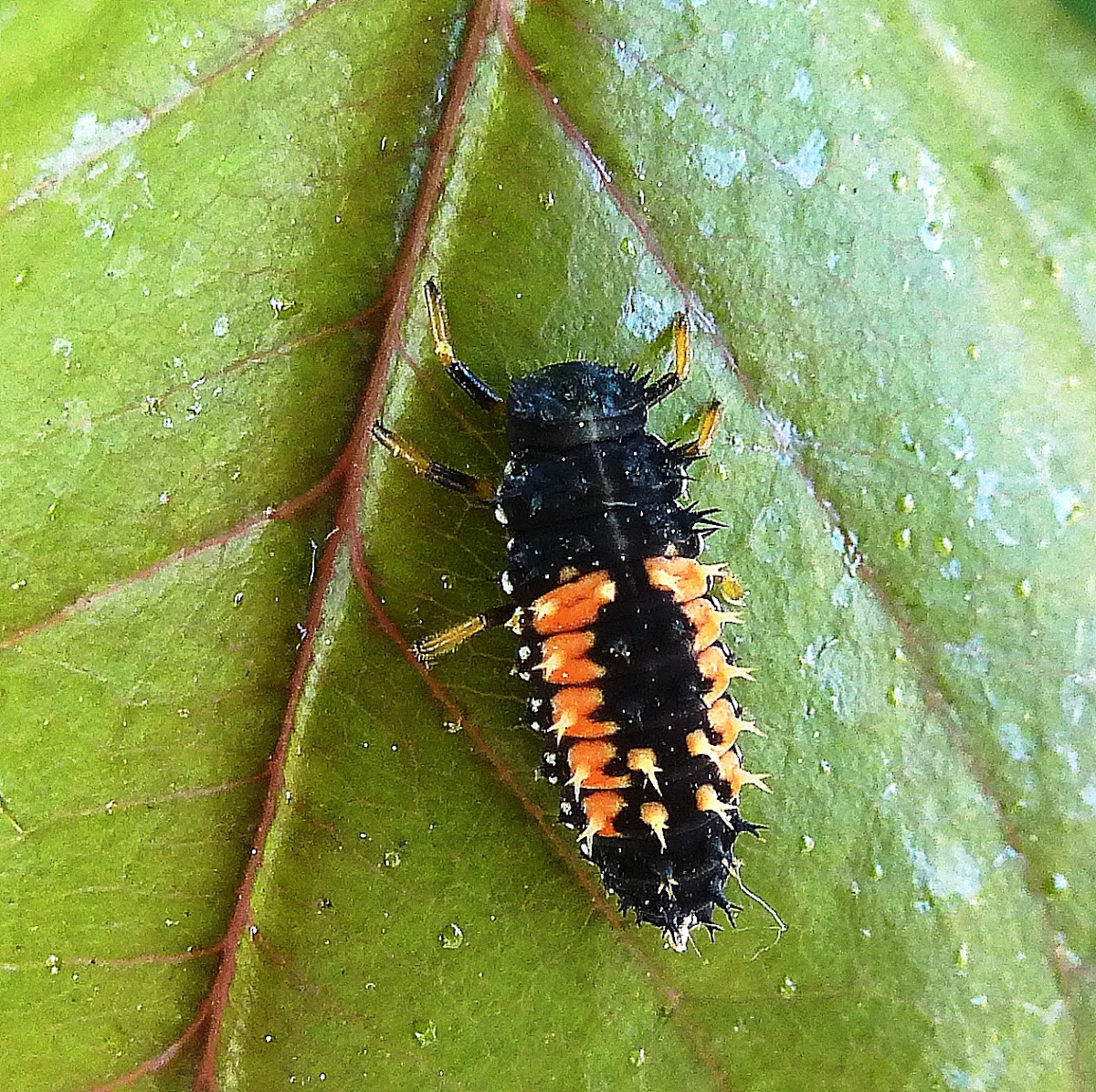 Multi colored Asian Lady Bug Larva
