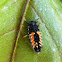 Multi colored Asian Lady Bug Larva
