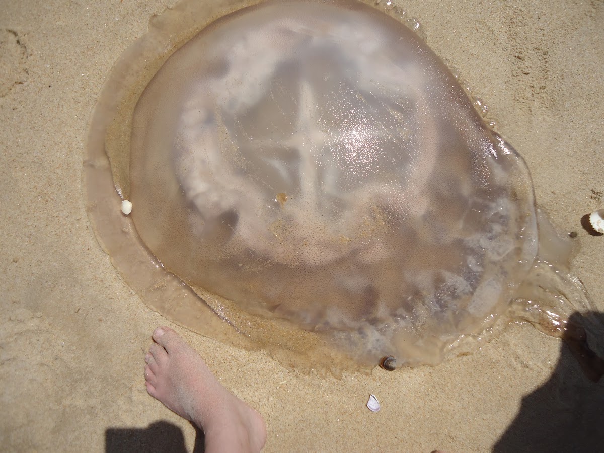 Jellyfish