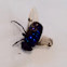 Blue bottle fly, Varejeira-azul
