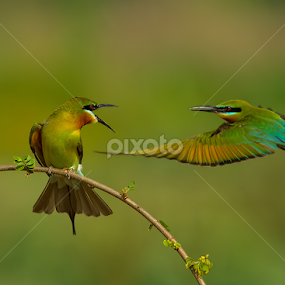 Dont come to me by Jineesh Mallishery - Animals Birds