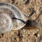 Spanish Snail