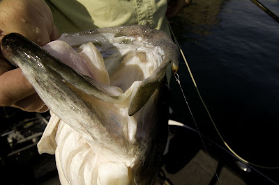 Stripers%20%26%20LM-%20Day%202-247.jpg