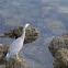 White-face Heron
