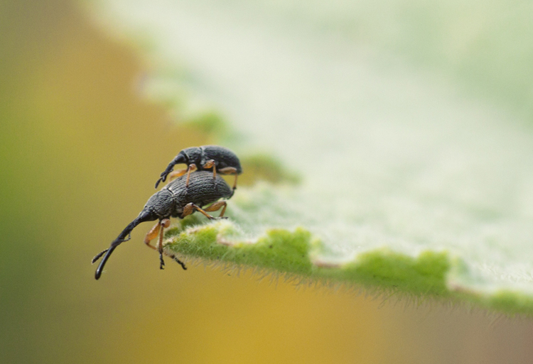 Weevils (mating)