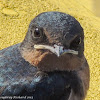Barn swallow (juvenile)