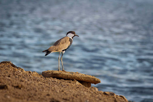 A bird by the water in the Negev Desert, Israel.