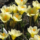 Crocus Cream Beauty