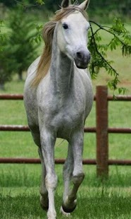 Horse Wallpapers Screenshots 4