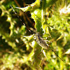 golden-bloomed grey longhorn beetle