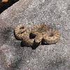 Twin spotted rattlesnake