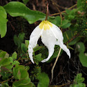 Avalanche Lily