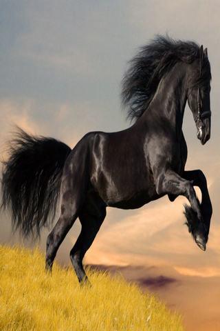 Horse Wallpapers Hd On Google Play Reviews Stats