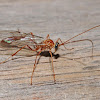 Short-tailed ichneumon wasp (female)